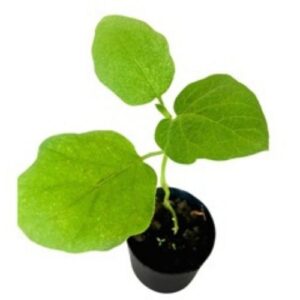 brinjal