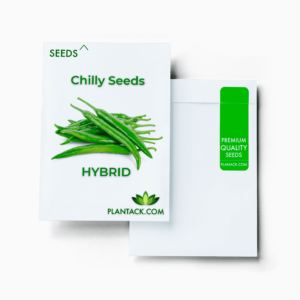 Chilly seeds by plantack