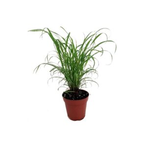 Citronela - citronella plant
