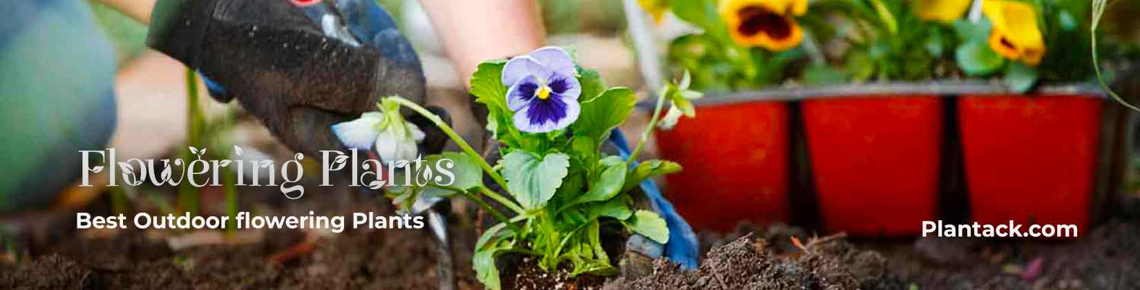 flowering plants plantack