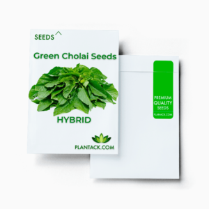 Oregano seeds by plantack