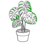 indoor plants by plantack