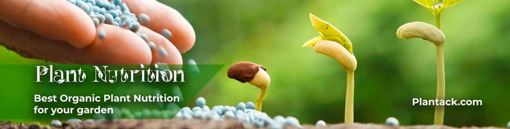 organic nutrition
