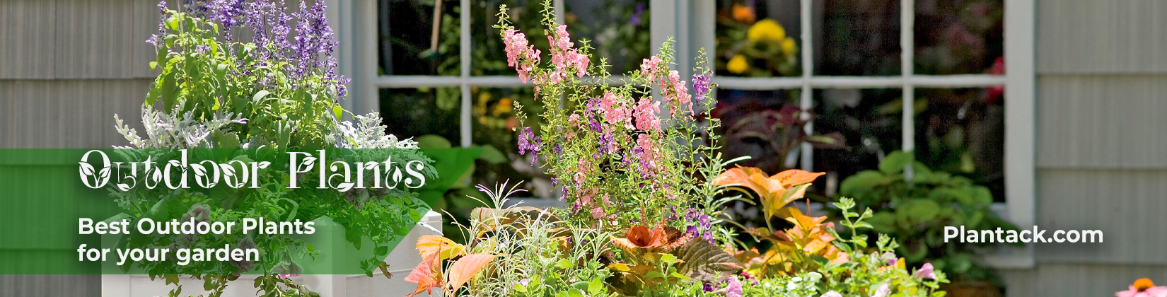 outdoor plants plantack