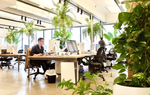 plants in office