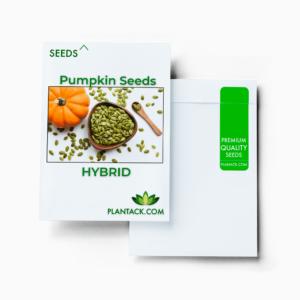 Pumpkin seeds by plantack