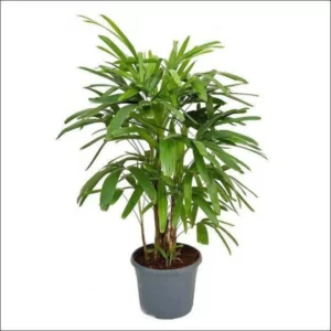Refex - Raphis Palm Plant