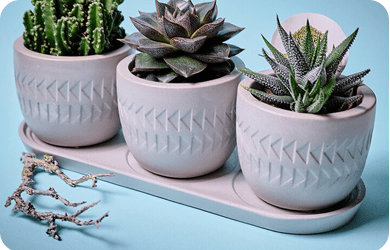 Succulents plants by plantack