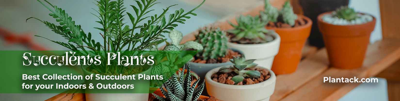 succulent plants by thetheplantack.comCategory