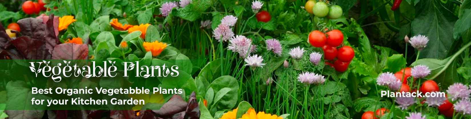 vegetable plants plantack
