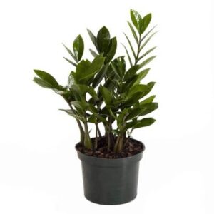 Zamia Palm Plantack